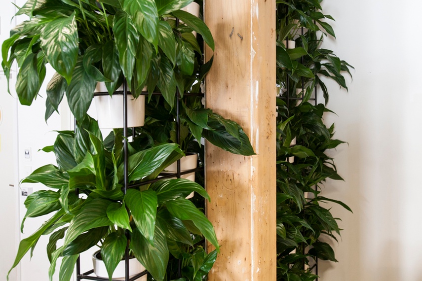 On each visit the plants are watered, fed, dusted and replaced when required.