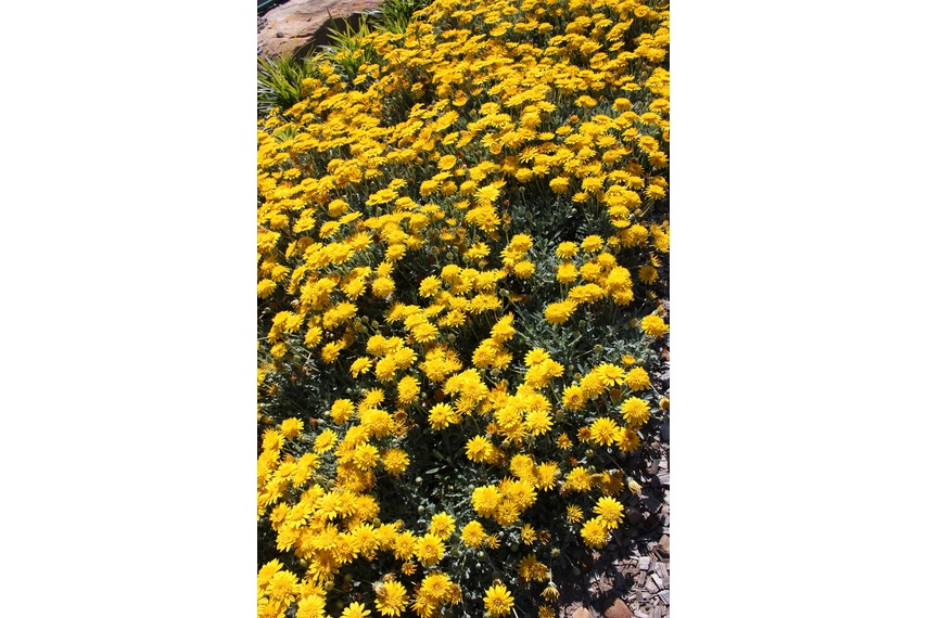 Double the flowers