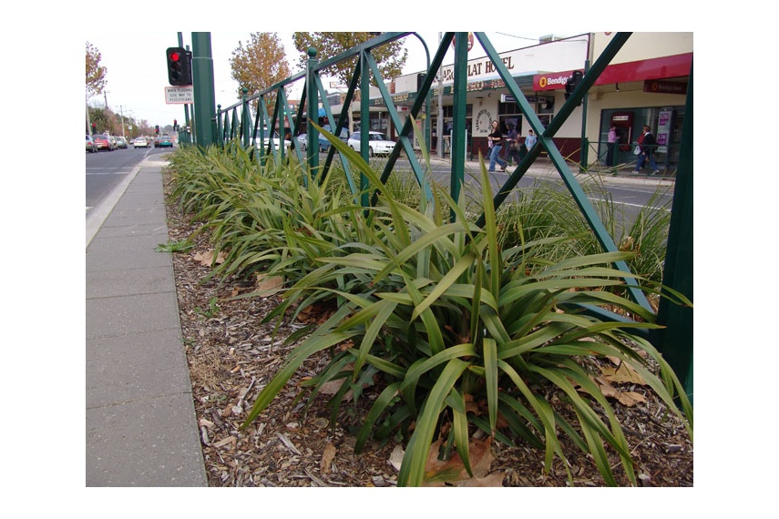 Tasred is suitable for roadside landscaping