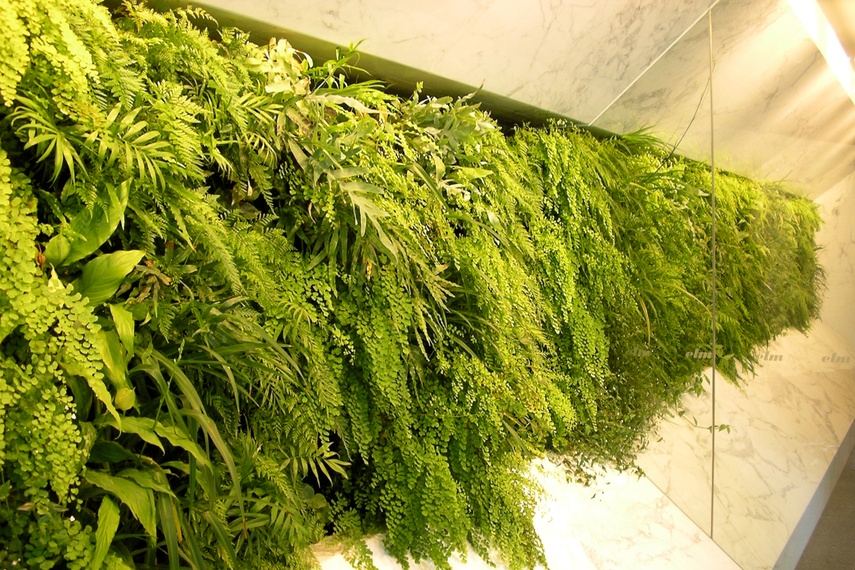 Helps improves air quality by removal of harmful VOCs.
