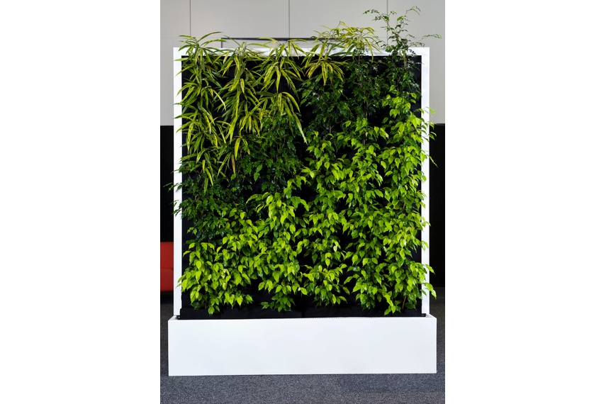 Freestanding mobile green wall.